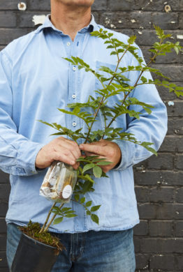 A tall green 'Pink Szechuan Pepper Plant' in a moss covered plastic pot, together with a selection of three plastic sachets with dried aromatics held by a man in a blue shirt.