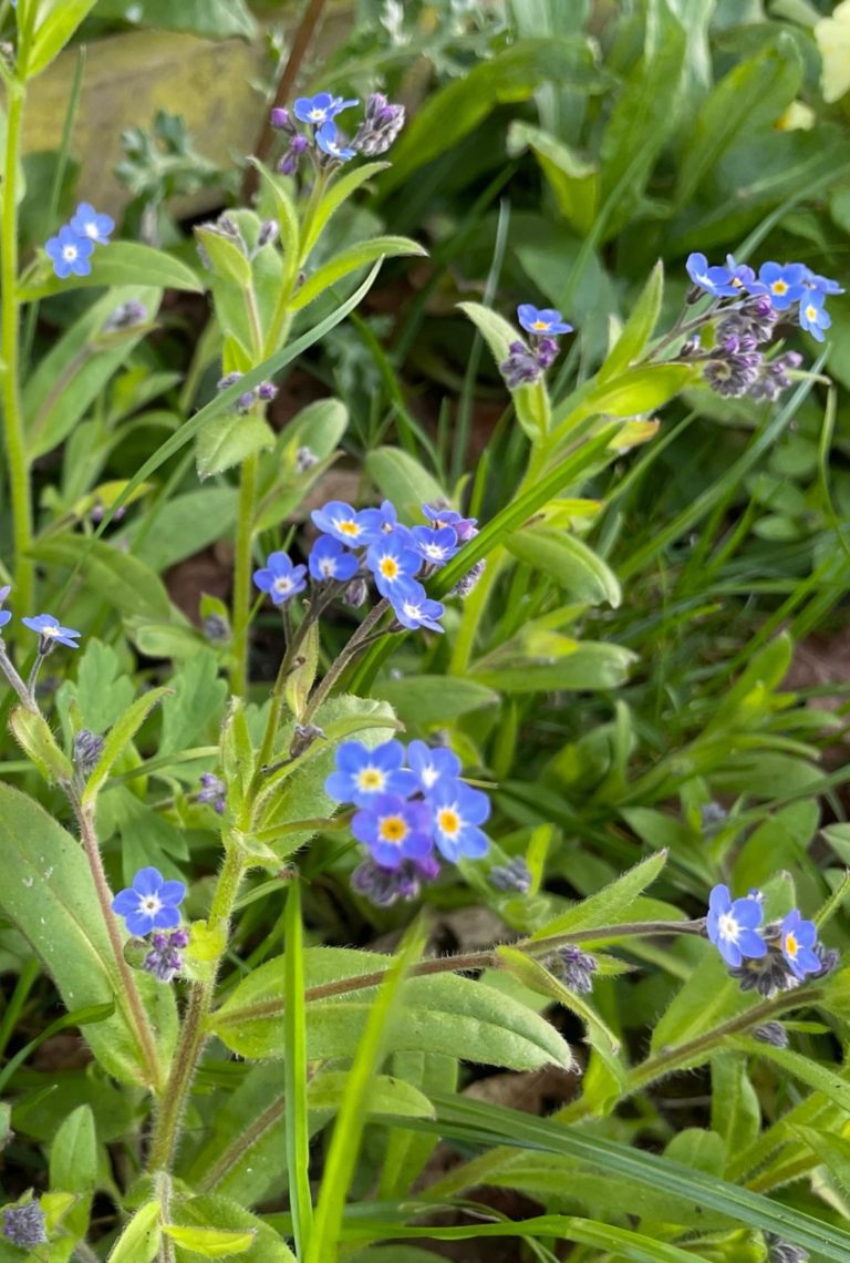 Vibrant blue Forget Me Not flowers growing amongst greenery.