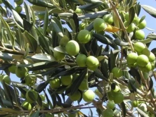 Close up of an Evergreen Olive Tree with green hardy leaves and plenty of ripe green olives shining in the sunlight against a bright blue sky.