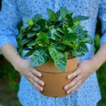 A gardenia plant with green fresh leaves in a terracotta pot held by a human with two hands.