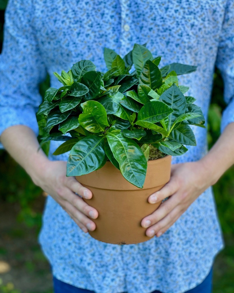 A gardenia plant with green fresh leaves in a terracotta pot held by a human with two hands.