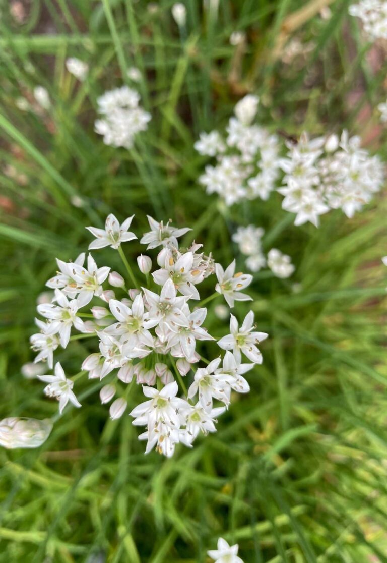 White blossoms growing on Garlic-Chinese chives plant outside with grass in background.