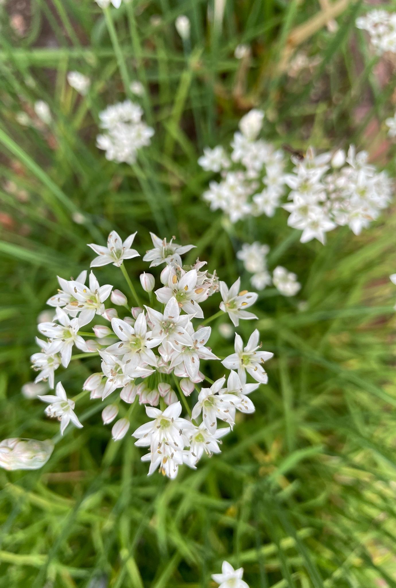 White blossoms growing on Garlic-Chinese chives plant outside with grass in background.