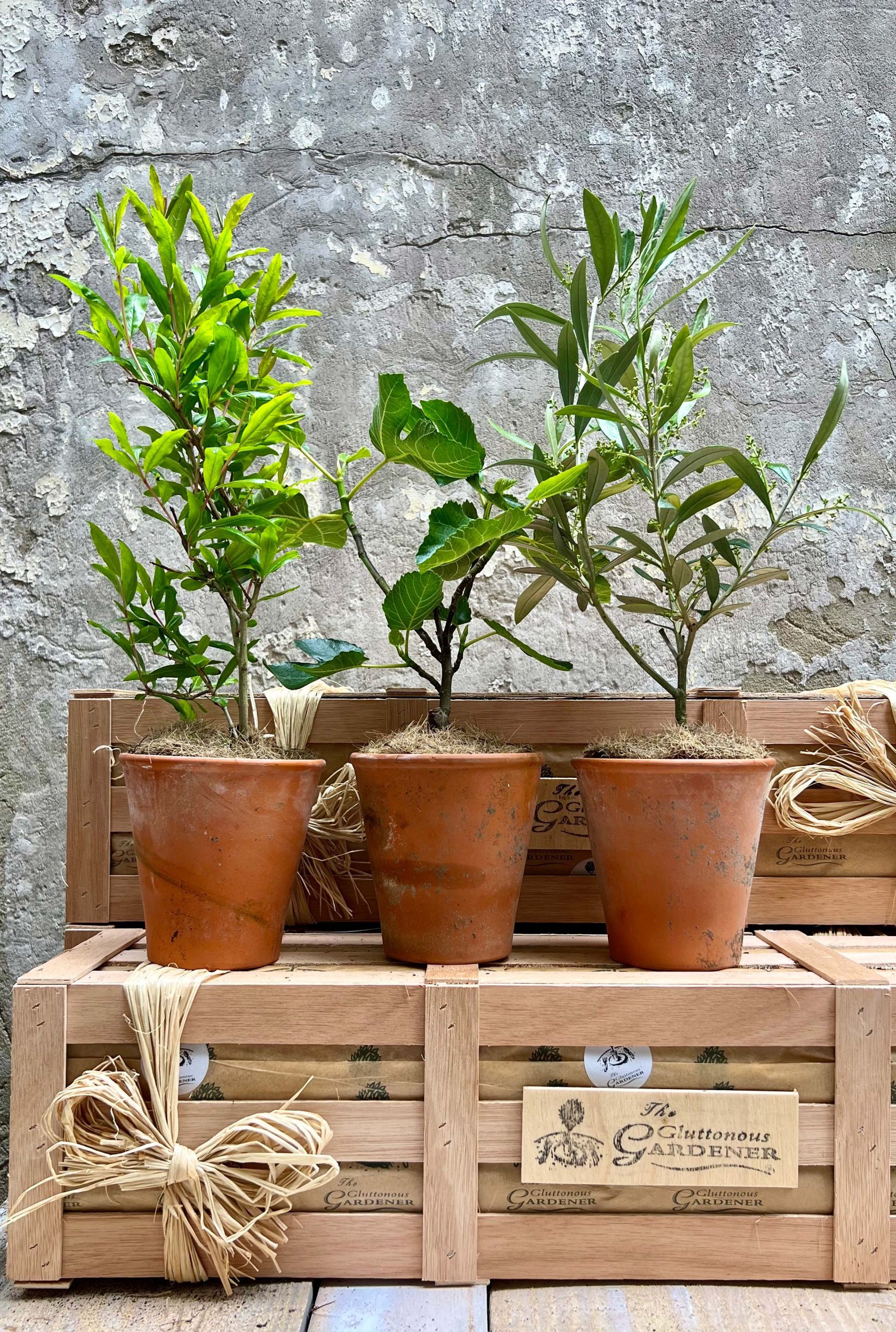 Three potted Mediterranean plants sitting on wooden crate.