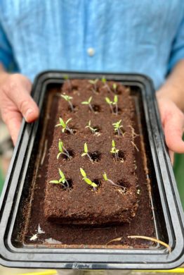 A small black plastic tray held by a human carrying the square shaped soil of a growbar that is placed in water, with little green sprouts growing out of it.