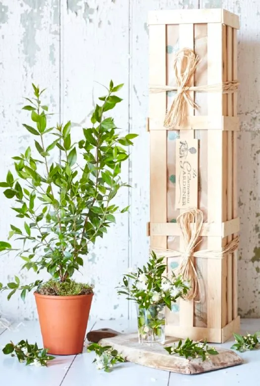 A Myrtle bush in a terracotta pot next to a wooden board carrying a glass with fresh Myrtle twigs with snowy-white flowers, a few myrtle twigs spread across the floor. A wooden gift crate in the background.