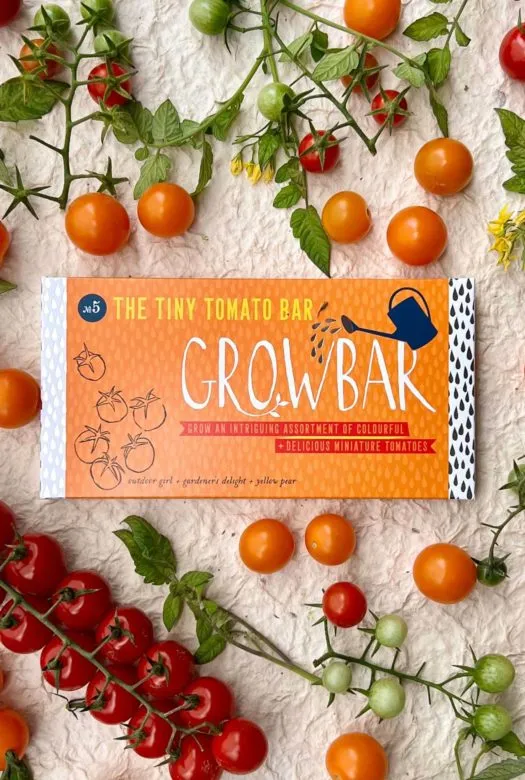 An orange Tiny Tomato growbar on white background surrounded by cherry tomatoes on the vine and loose.