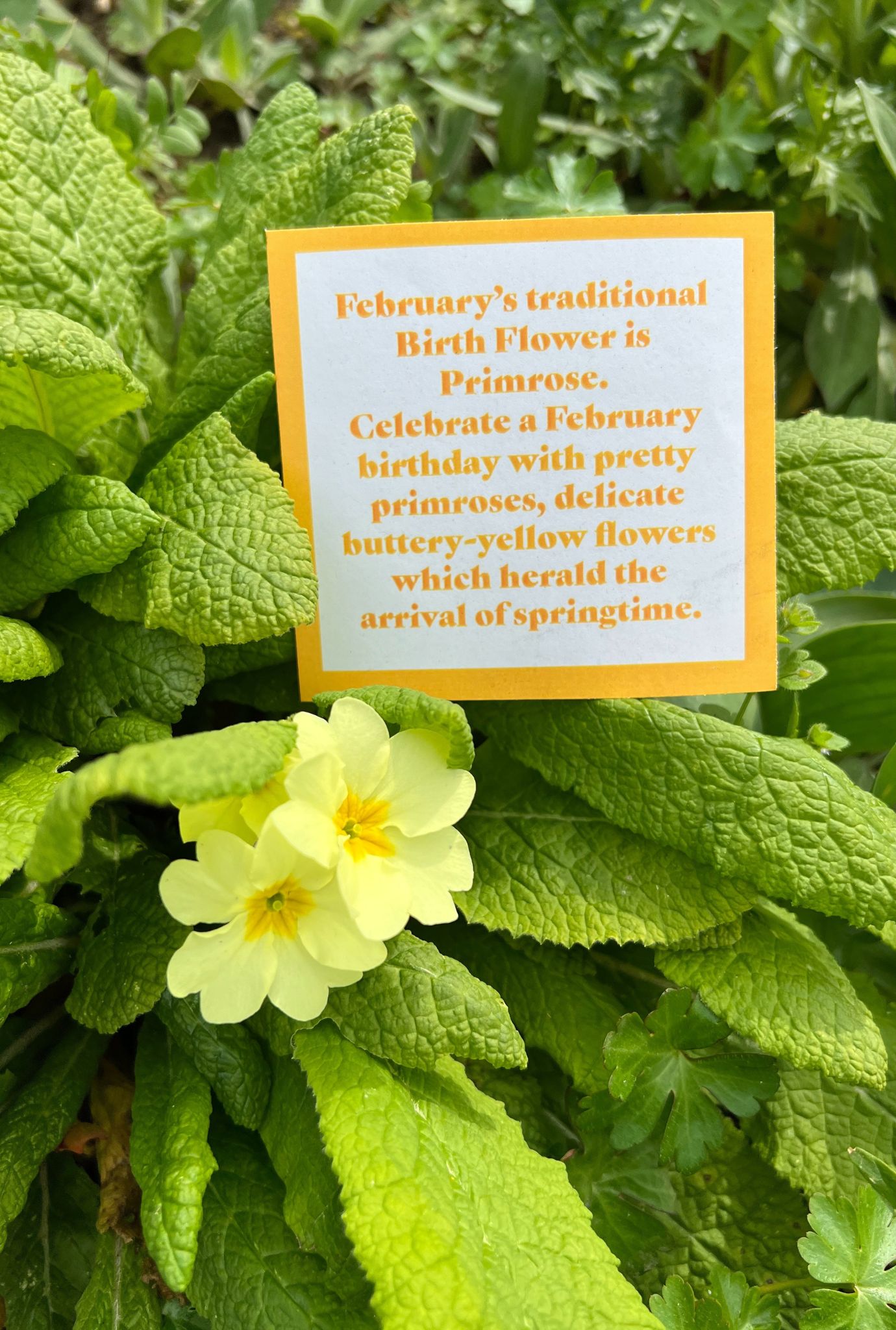 Close up of Primrose flowers amongst leaves next to a February Birth Flower seed box insert.