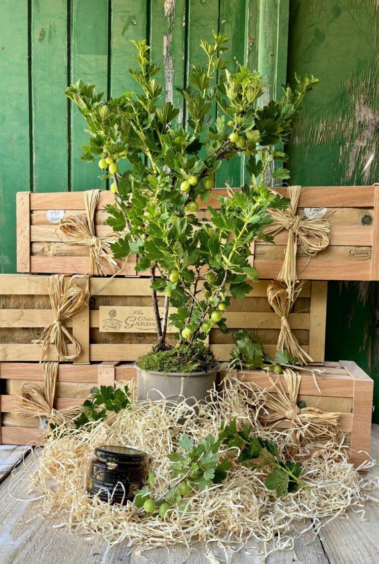 A fruiting gooseberry plant in a plastic pot with a jar of gooseberry and sloe gin jam nestled in wood wool in front of a wooden gift crate.