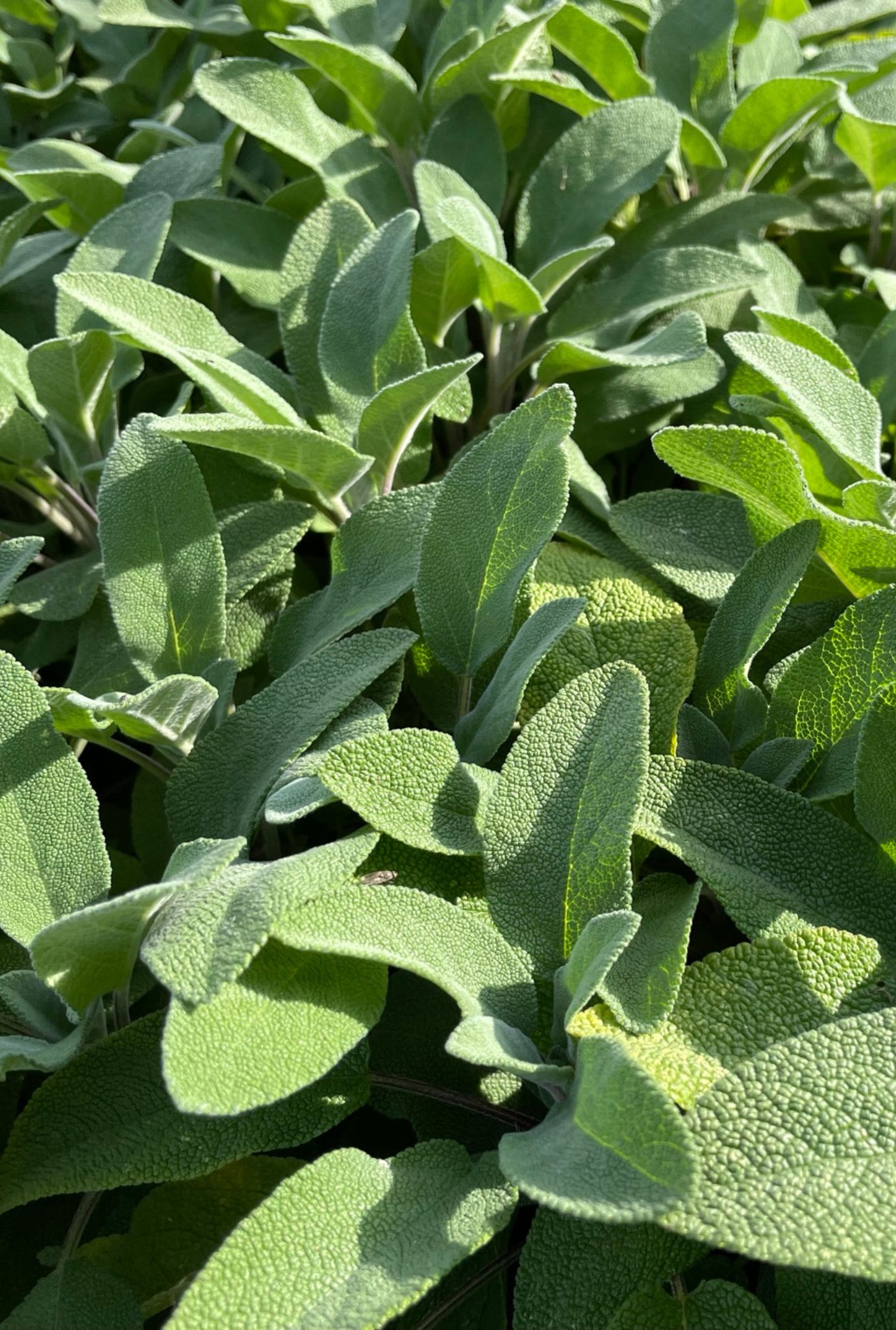 Lots of Green Sage growing outside in the sunshine.