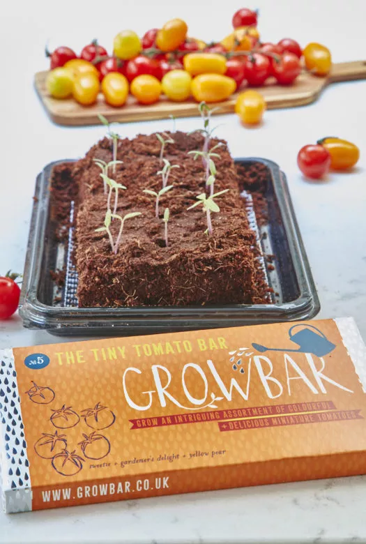 The soil of a growbar on a small black plastic tray with little green sprouts growing out of it, a packge of an orange growbar in the front and a wooden board in the background with small red, orange and yellow 'Sweetie', 'Gardener's Delight' & 'Yellow Pear' tomatoes.