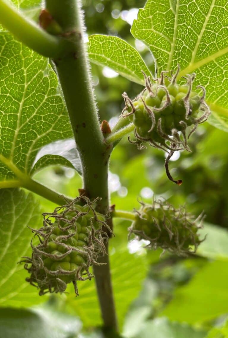 GROWING MULBERRIES