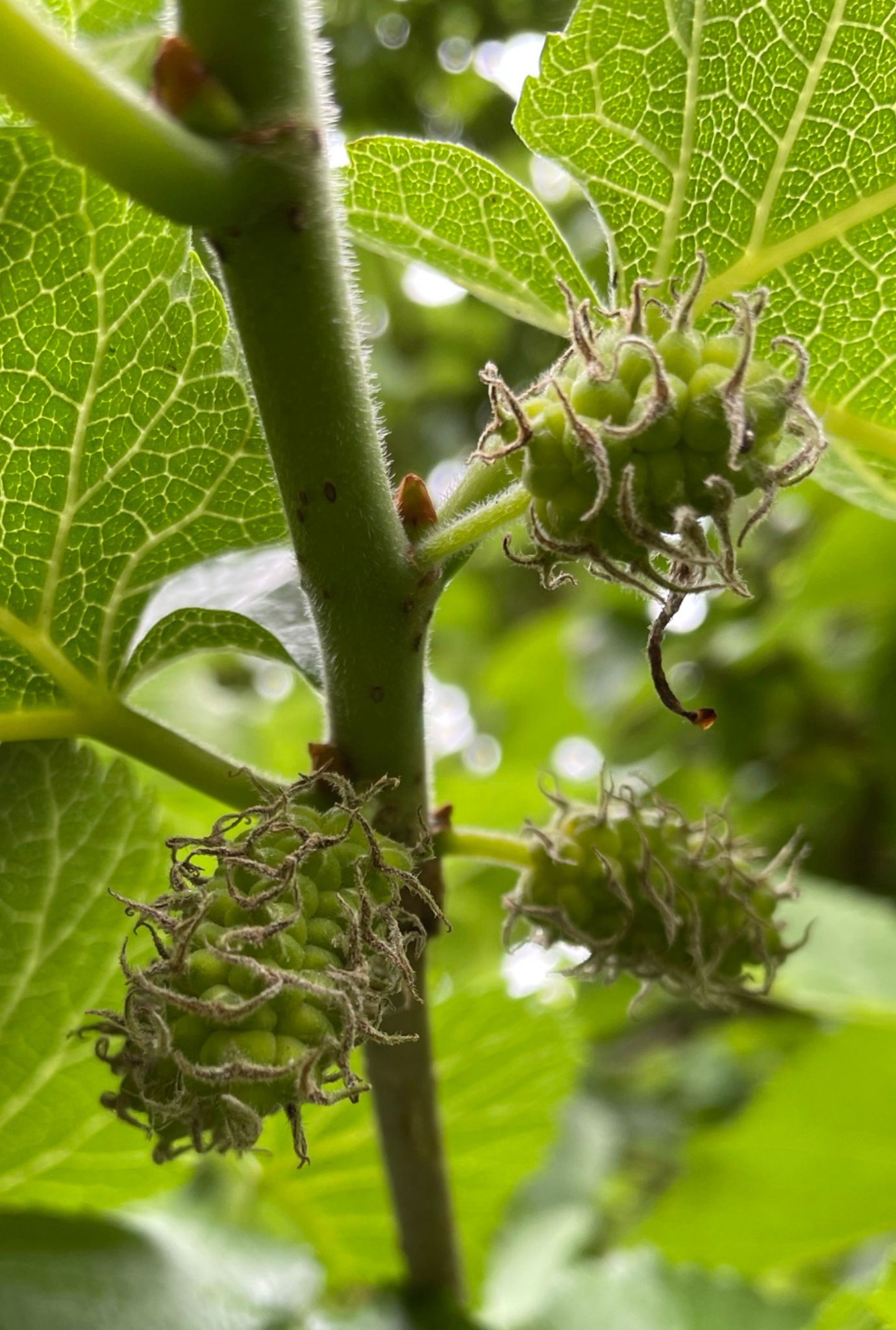 Close up of Mulberries growing in tree with green leaves in the background.