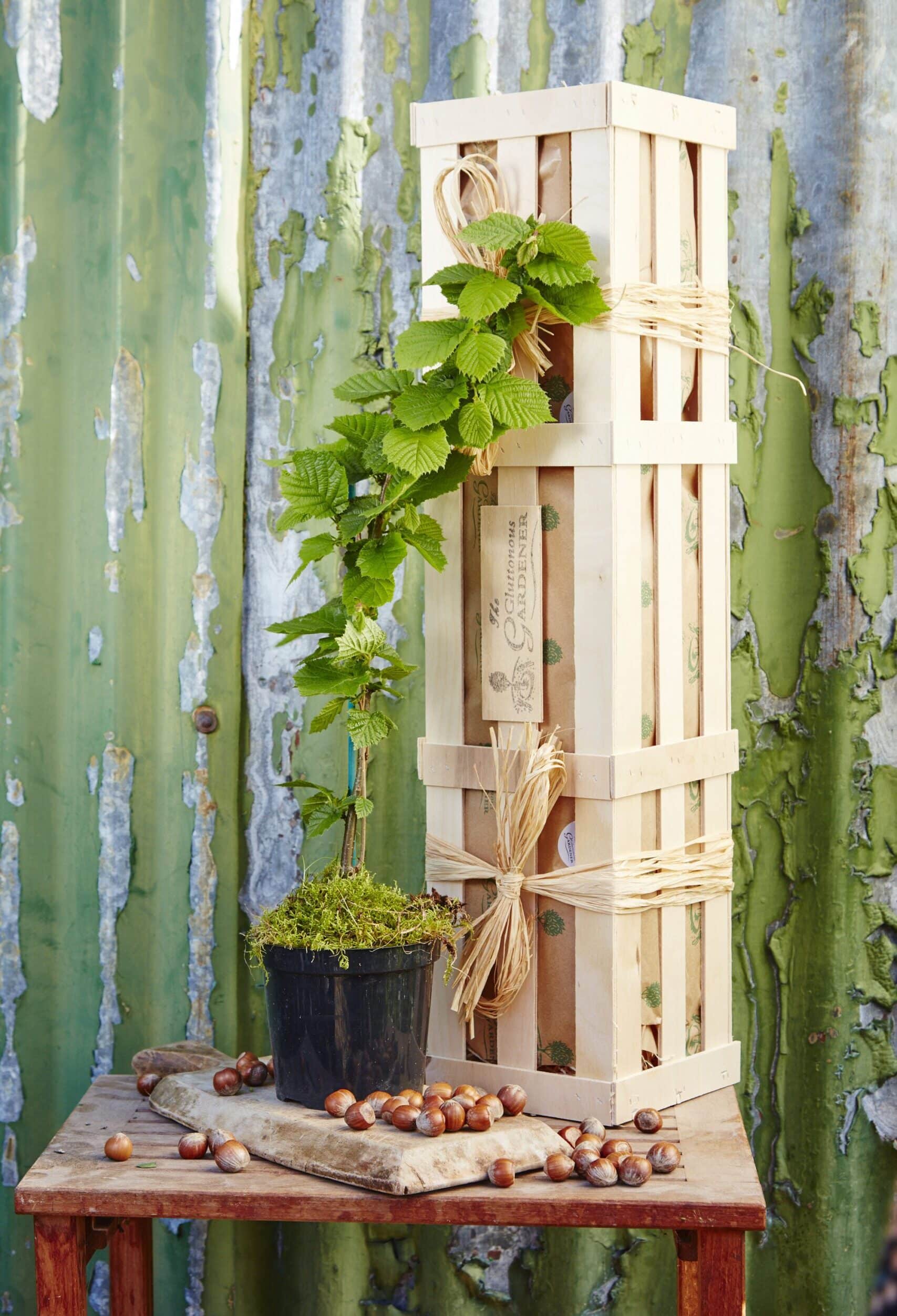 A young, healthy Hazel tree on a wooden board with hazel nuts spread around it next to a wooden gift crate.