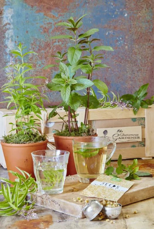 A lemon verbena plant in a terracotta pot next to a peppermint plant in a terracotta pot, a wooden board with a glass of verbena tea and a glass of peppermint tea next to a bag of seeds and a tea infuser ball. a wooden gift crate in the background.