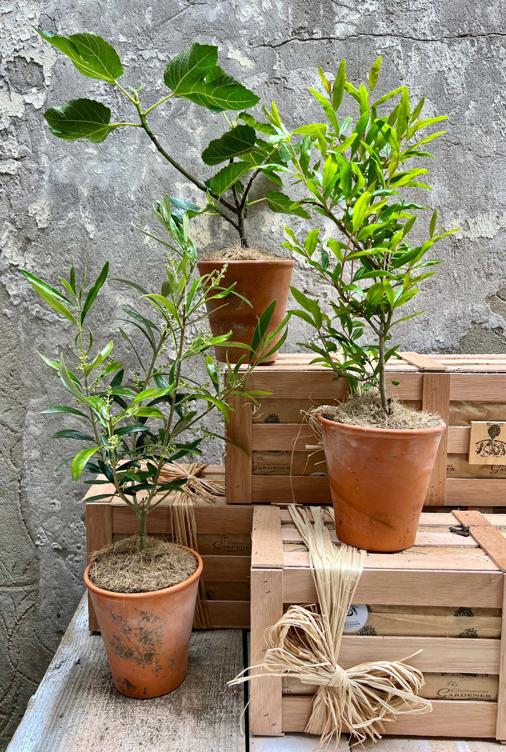 Three potted Mediterranean plants sitting tiered on wooden crates.