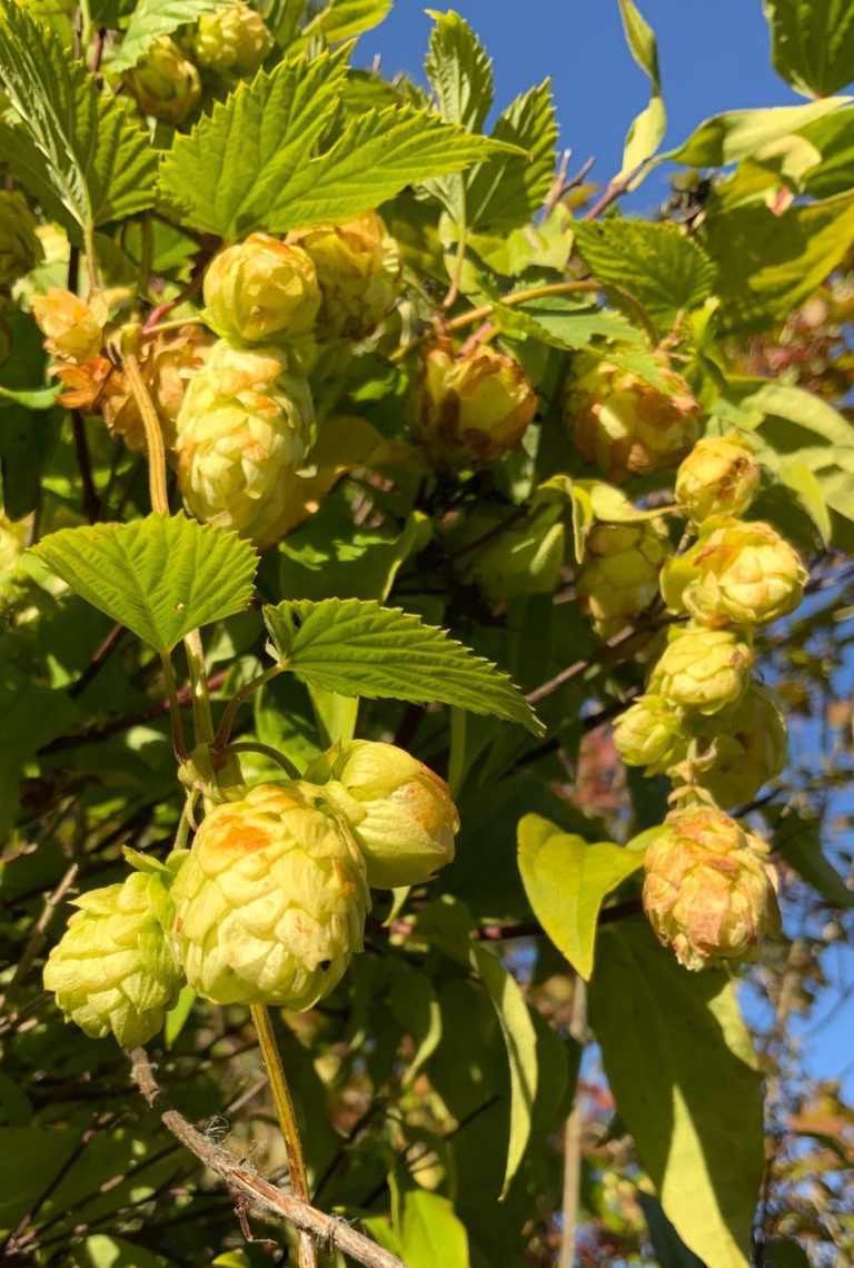 Yellow Hops growing amongst leaves outside in the sunshine with clear blue sky in the background.
