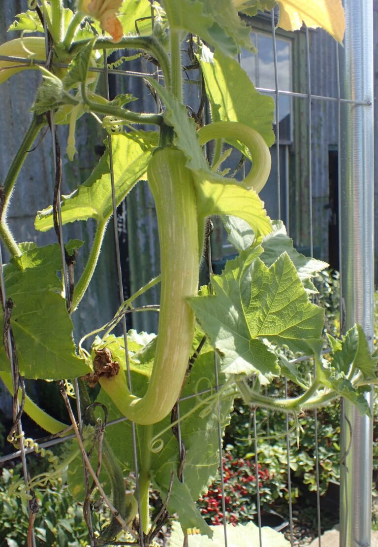 Curly green Tromboncino squash growing on the stem in soil.