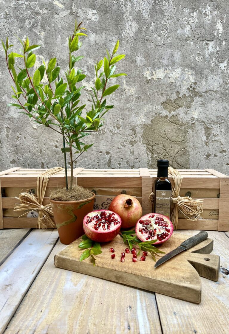 Pomegranate tree in terracotta pot next to pomegranate molasses and a sliced pomegranate.