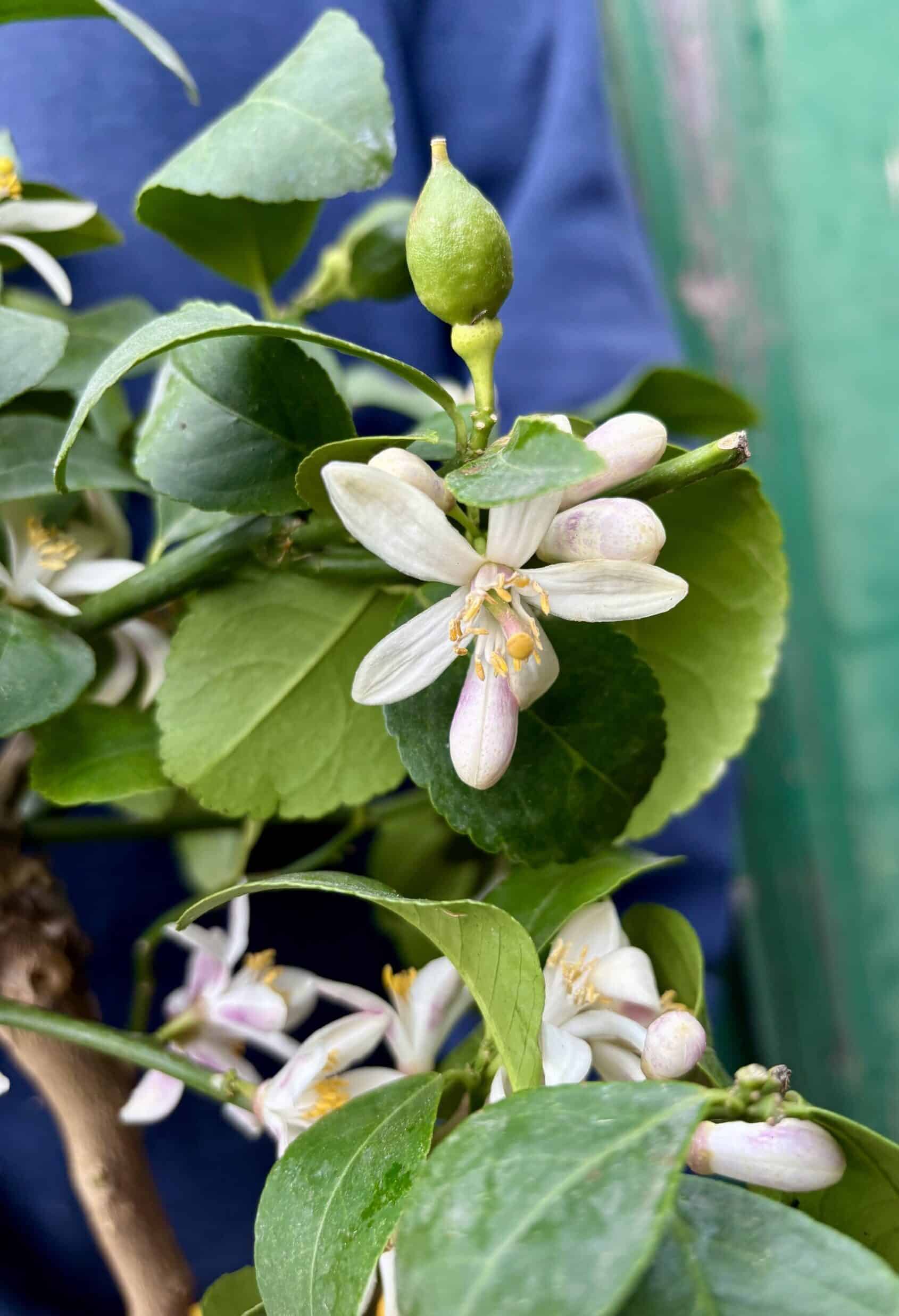 thai lime flower