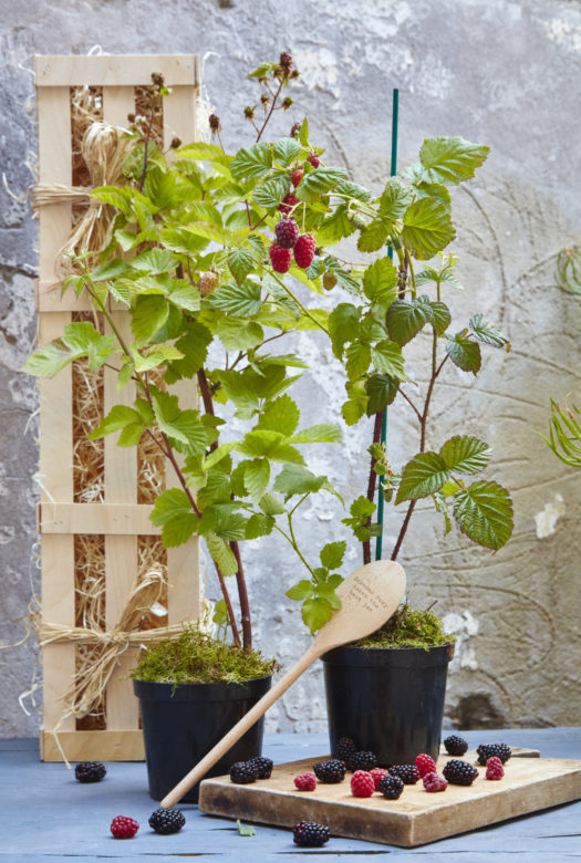 A blackberry plant in a plastic pot and a fruiting Loganberry plant on a wooden board with fresh blackberries and red Loganberries and a personlised engraved wooden spoon in front of a wooden gift crate.