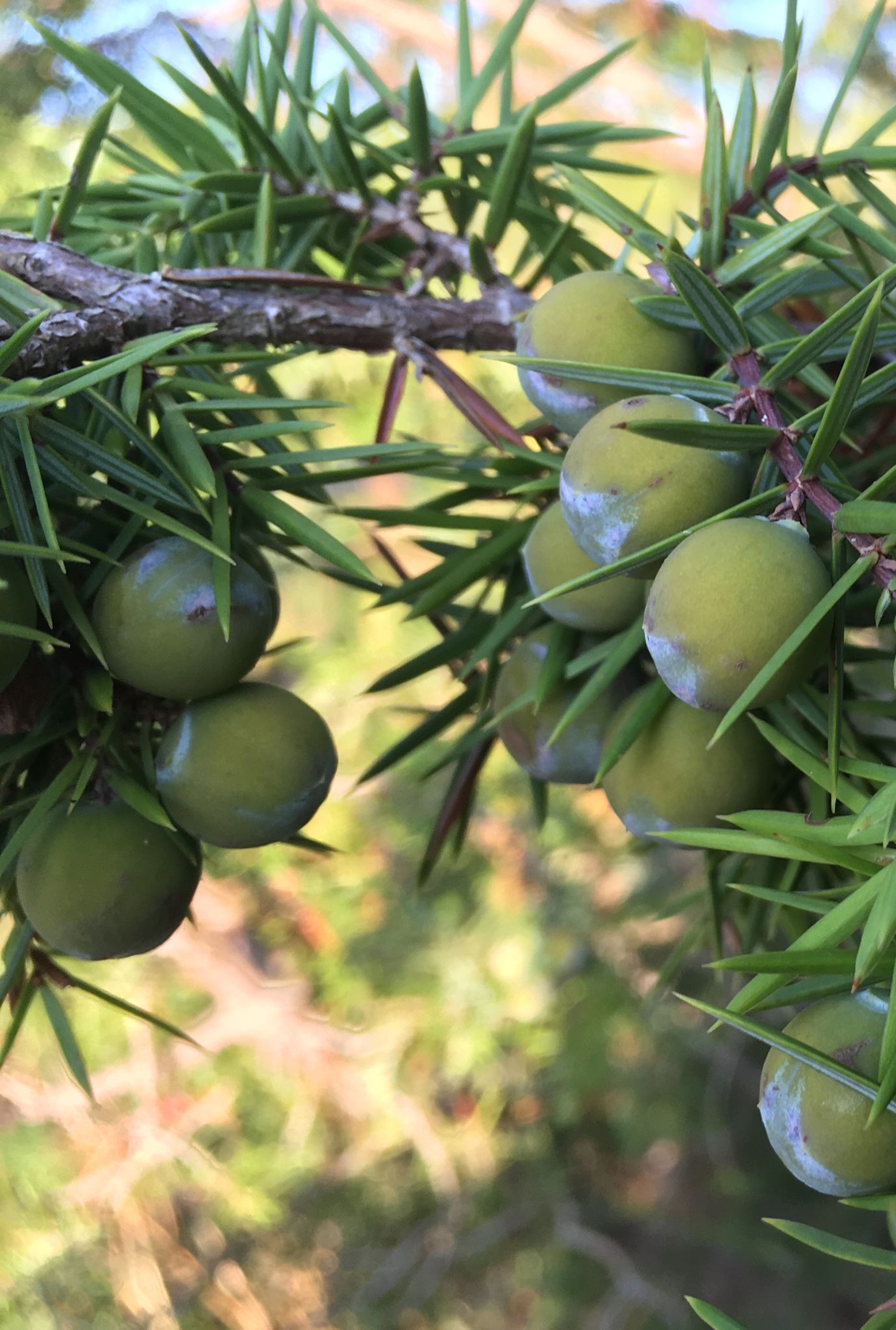 Multiple green Juniper berries growing on leafy stems outside.