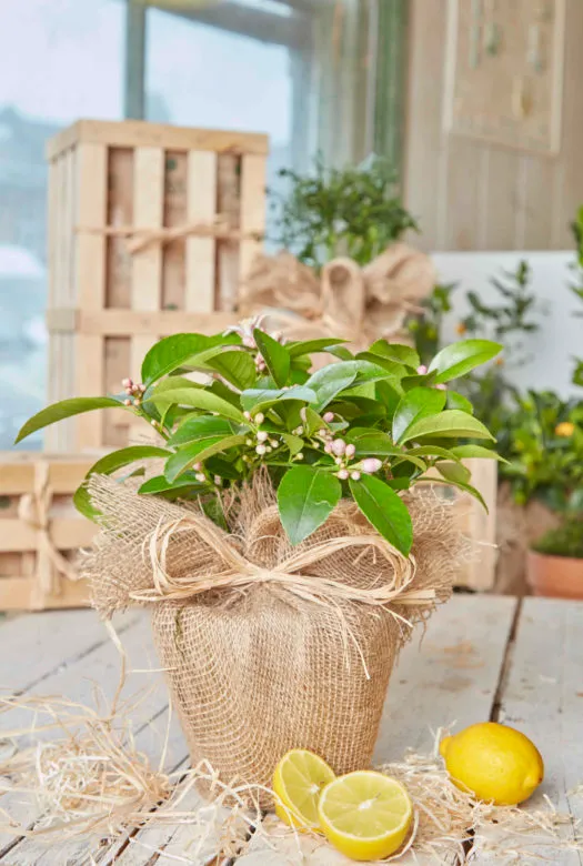 A Lemon tree potted in a hessian wrapped pot with green fresh leaves and small white flower buds surrounded by wood wool and two fresh bright yellow lemons, one being cut open and a pile of wooden gift crates in the background next to green potted trees.