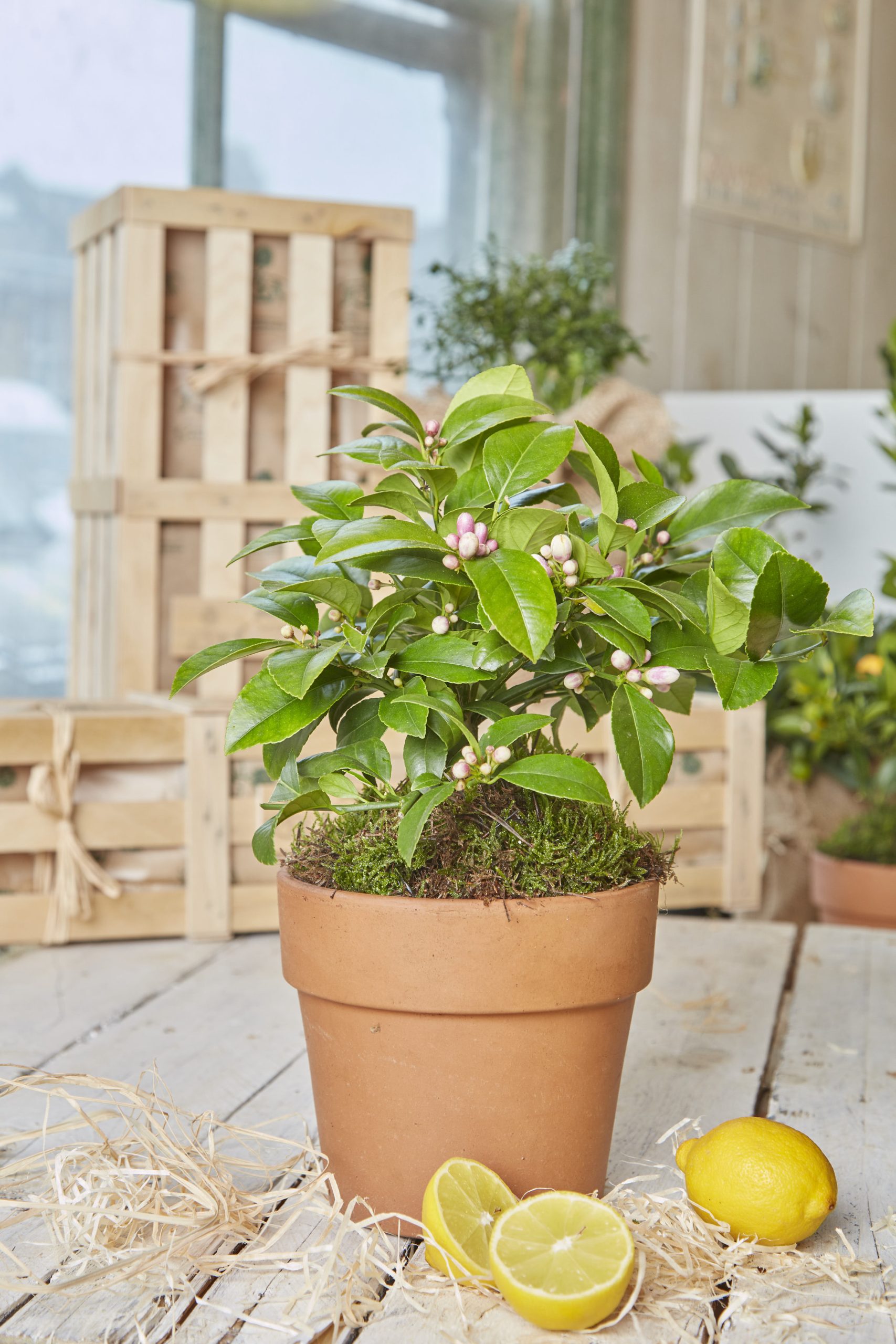 A Lemon tree potted in a hessian wrapped pot with green fresh leaves and small white flower buds surrounded by wood wool and two fresh bright yellow lemons, one being cut open and a pile of wooden gift crates in the background next to green potted trees.