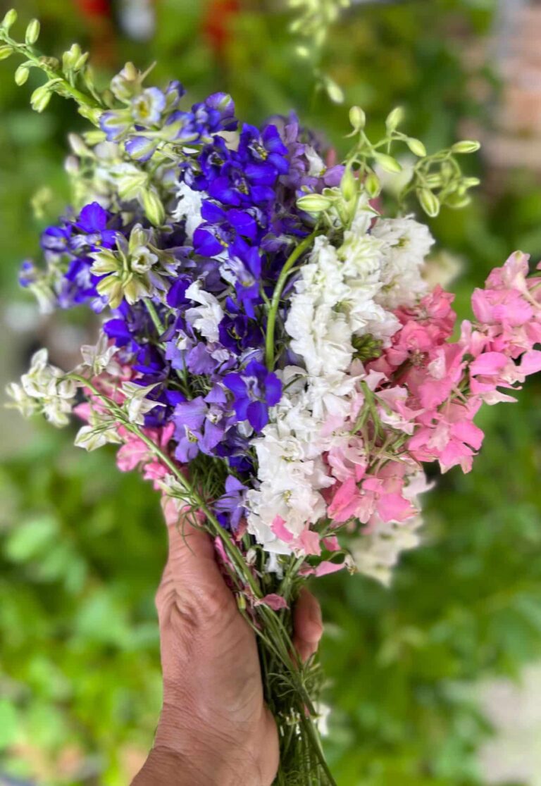 Hand holding a bunch of pink, purple, blue and white Larspur flowers.