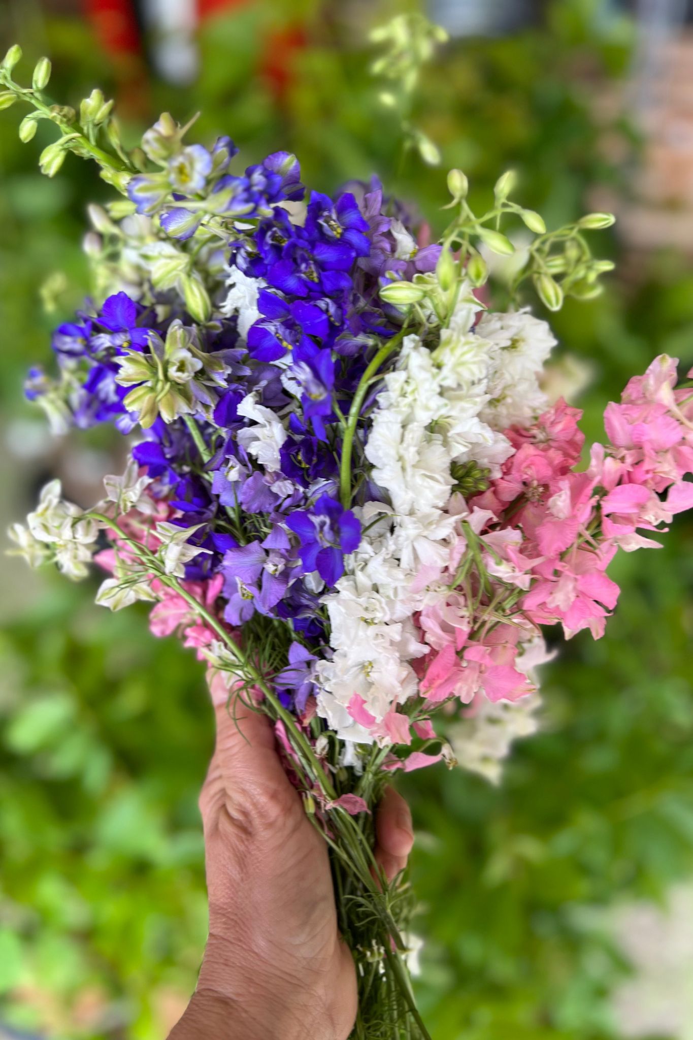 Hand holding a bunch of pink, purple, blue and white Larspur flowers.