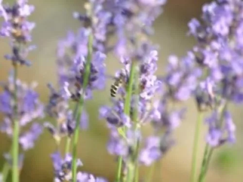 Close up of lilac Lavender flowers outdoors with a small insect drinking the nectar.