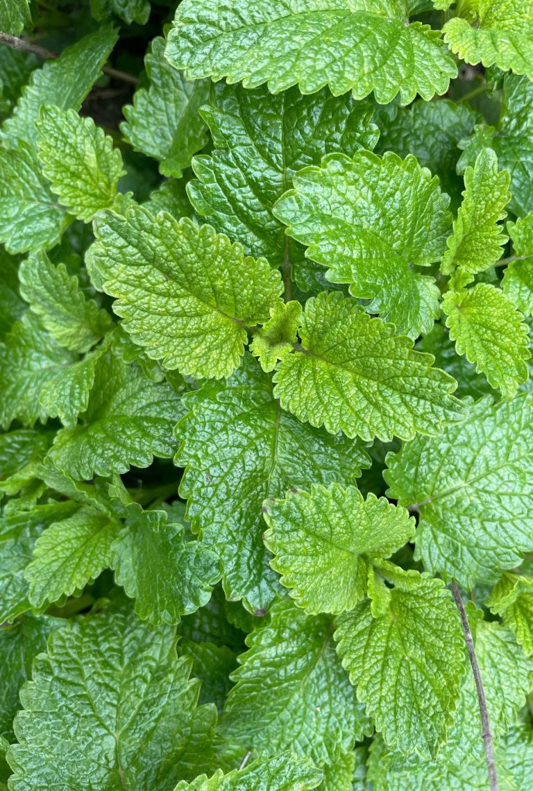 Close up of green Lemon Balm leaves growing outside.