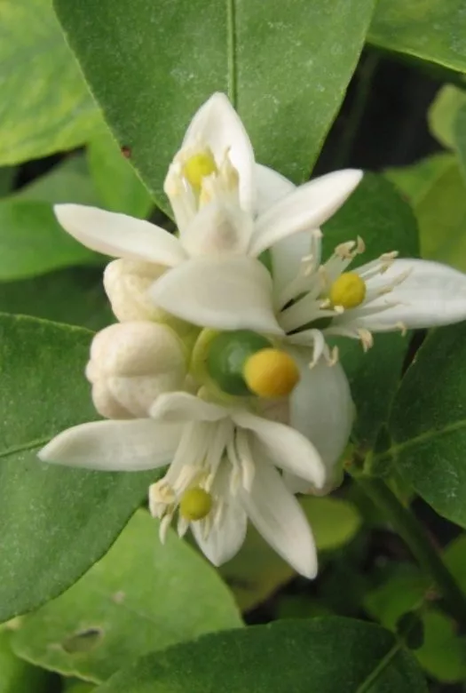 Close up of stunning white Lemon tree flowers with a yellow center among green foliage.