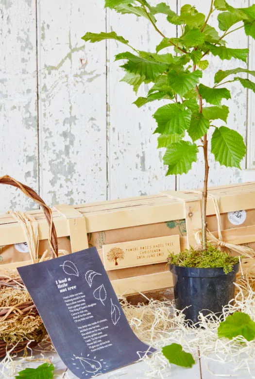 A small hazel tree in a plastic pot surrounded by wood wool next to a blue sheet with a nursery rhyme and a brown wooden basket leaning against a wooden gift crate with a personalised wooden plaque.