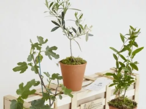 The crown of a fig tree, a small olive tree in a terracotta pot standing on a wooden gift crate and a small pomegranate bush in a terracotta pot.