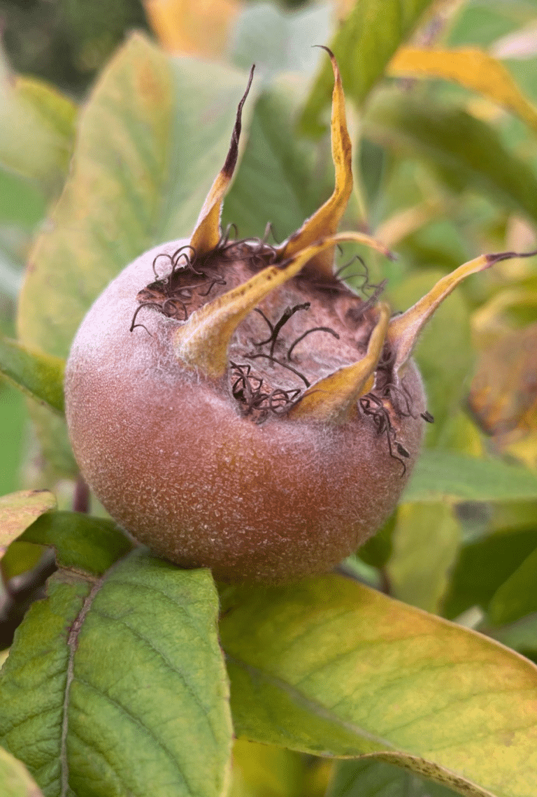 Close up of Medlar growing on plant surrounded by leaves.