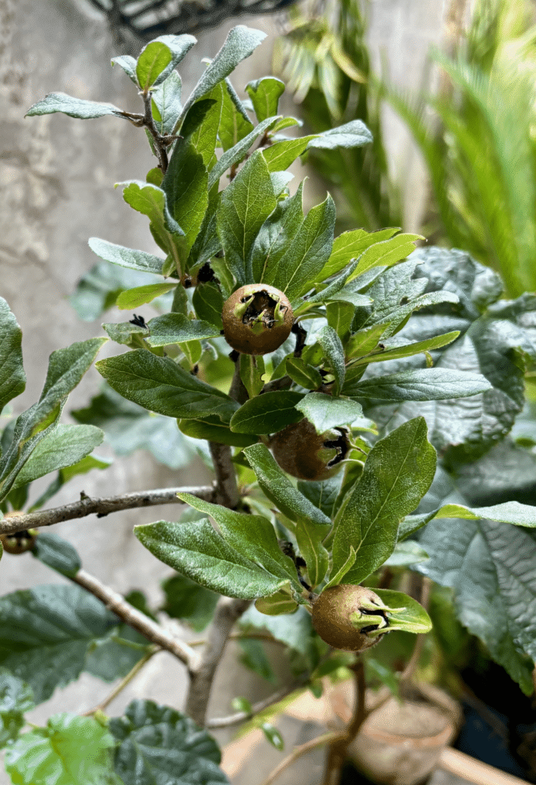 Medlar tree with ripening medlar fruits and green leaves
