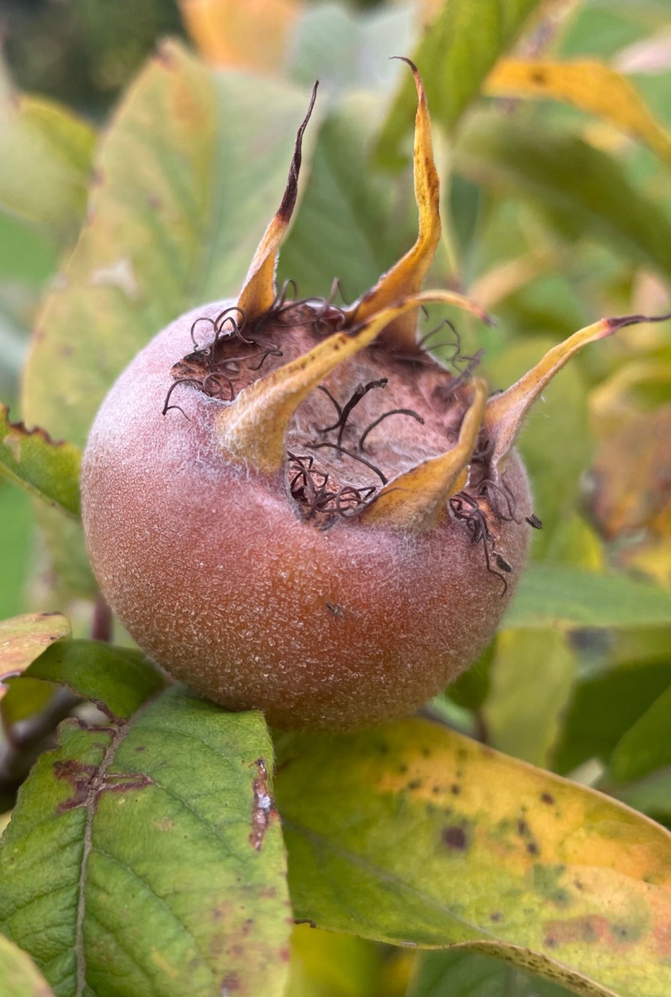 Close up of Medlar growing on plant surrounded by leaves.