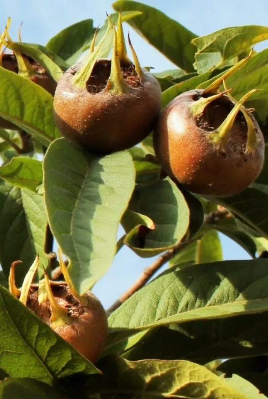 Close up of a young wild medlar tree wit green leaves and three ripe medlar fuits behind a sunlit bright blue sky.