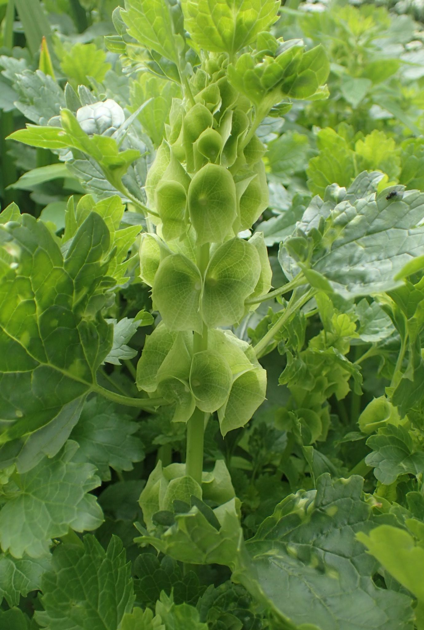 A stem of light green Molucella growing outside amongst foliage.