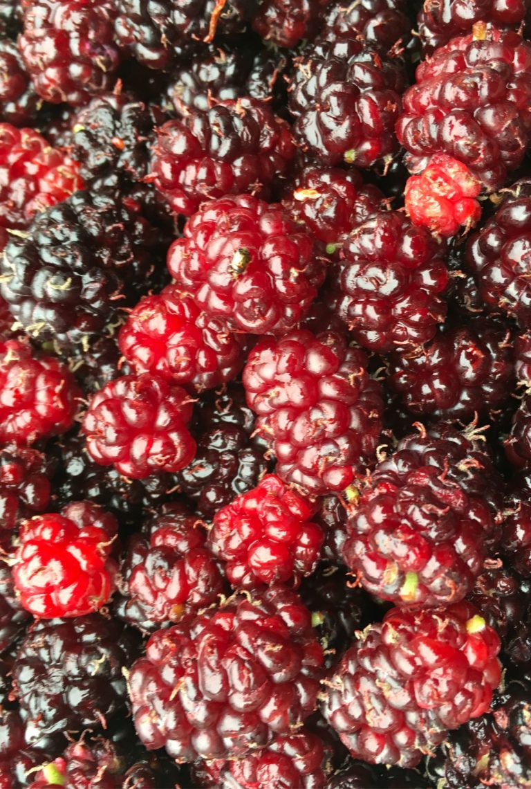 Close up of picked ripe red Mulberries.