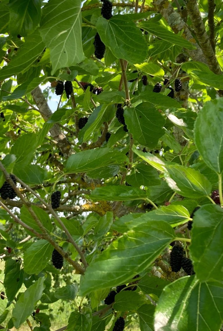 A Mulberry tree with ripe mulberries on the branches.