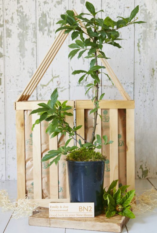 A young wild Medlar tree with long green leaves in a plastic pot on a wooden board together with a Medlar tree twig with a fruit and a personalised engraved wooden plaque leaning against the pot. Two large wooden gift crates in the shape of a house nestled in wood wool in the background.