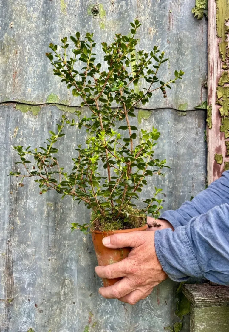 Looking for a unique gift? Our strawberry guava plant is a charming choice, promising vibrant flowers and delicious berries. Send one and make someones day!