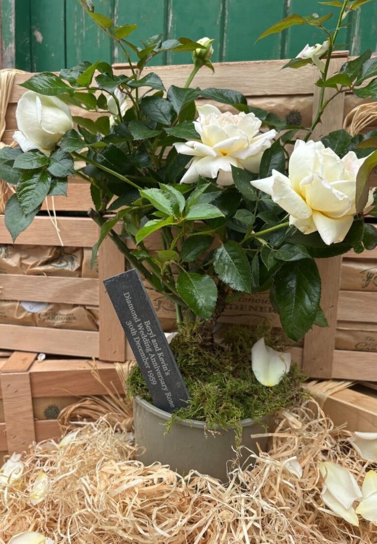 Celebrate six decades of love with our unique personalised diamond wedding anniversary rose gift! A beautiful rose and custom slate. Free next-day delivery.