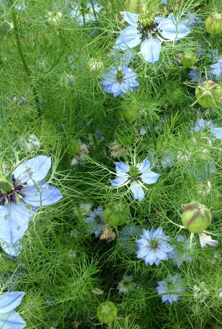 Multiple light blue Nigella flowers growing in greenery.