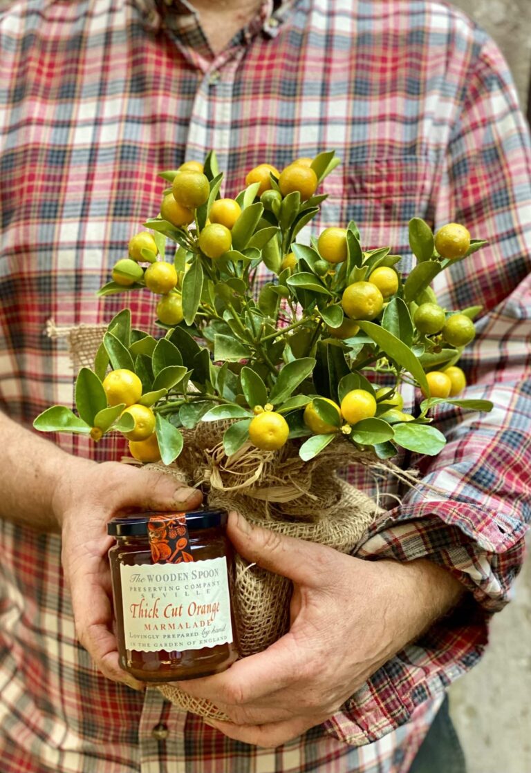 A Calamondin plant with many small orange fruits in a hessian wrapped pot with a jar of Orange marmalade held by two hands.