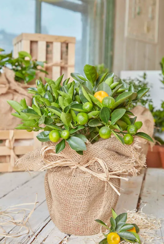 A Calamondin orange tree in a hessian wrapped pot carrying small green unripe oranges and one ripe orange fruit with a twig of a fresh leafy orange, and some wood wool lying at its feet. An ensemble of wooden gift crates and potted plants in the background.