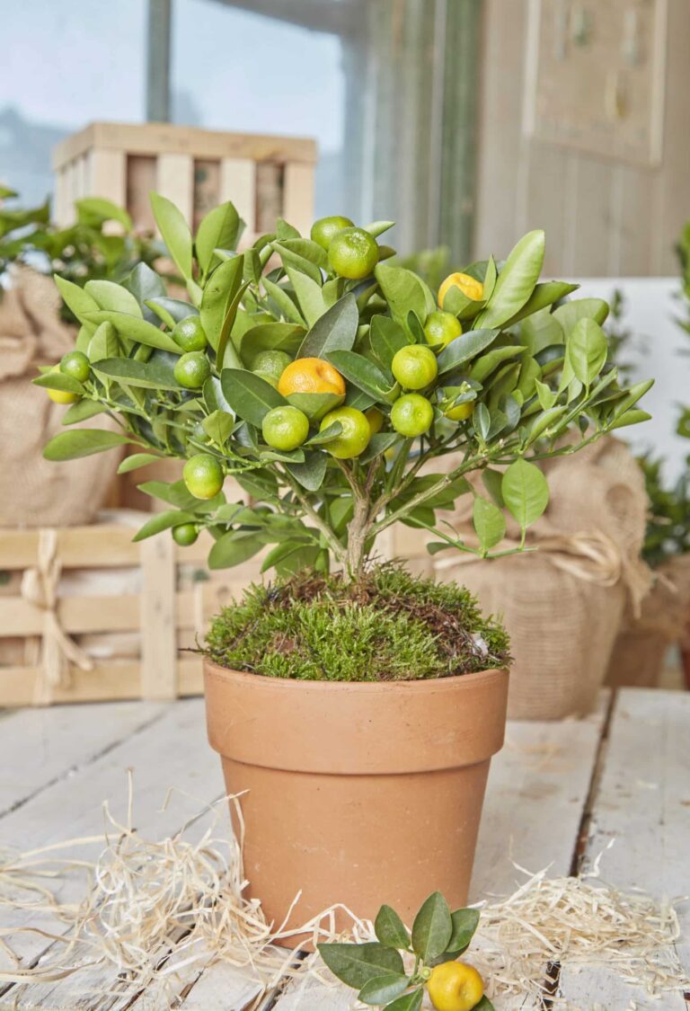 A Calamondin Orange plant with small green unripe and one ripe orange fruit in a terracotta pot nestled in wood wool. Large wooden gift crates in the background.
