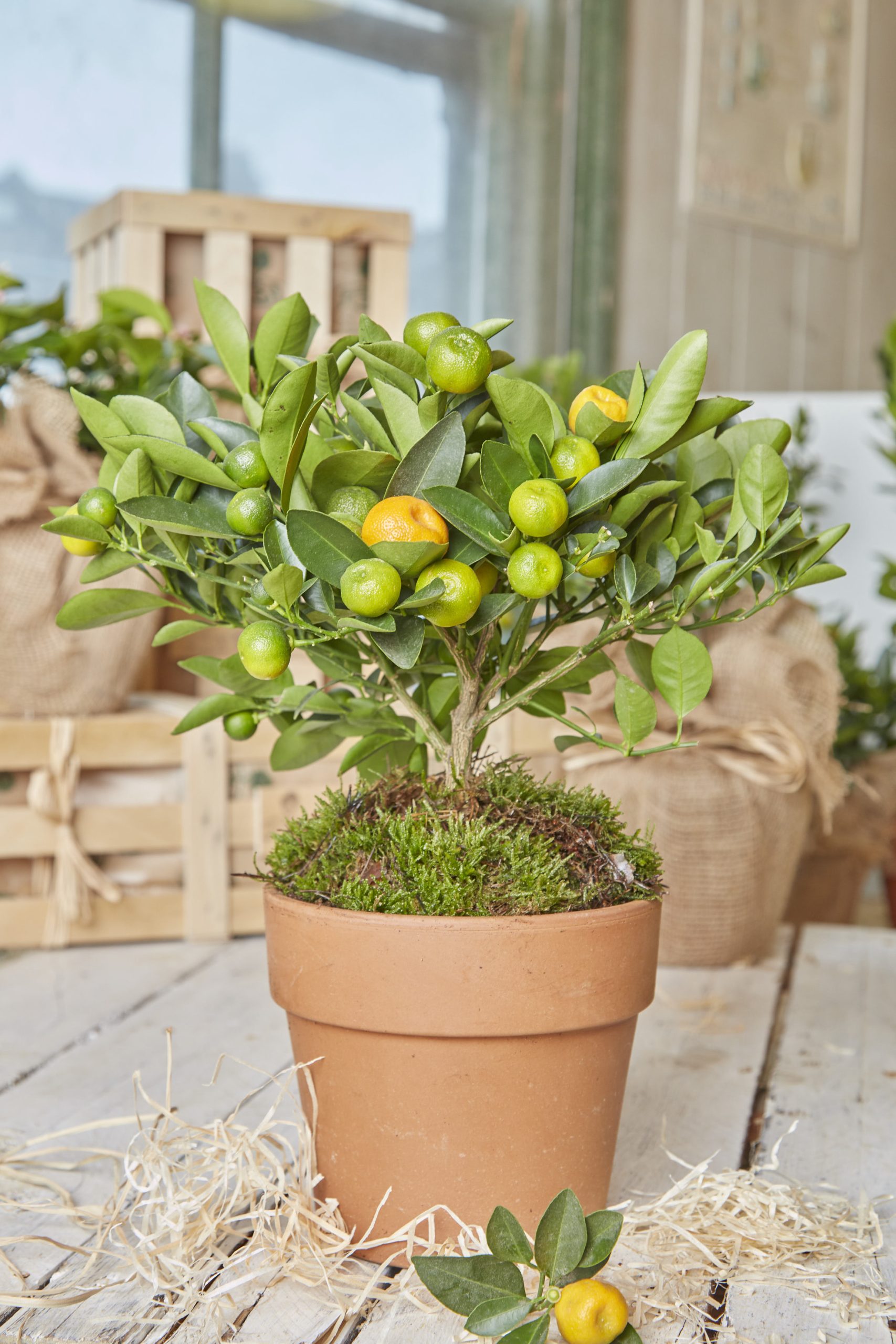 A Calamondin Orange plant with small green unripe and one ripe orange fruit in a terracotta pot nestled in wood wool. Large wooden gift crates in the background.